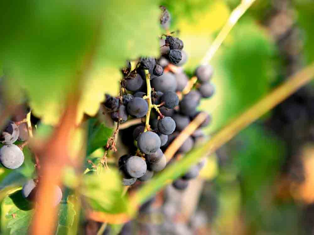 Karriere in der Weinwirtschaft – jetzt qualifizieren