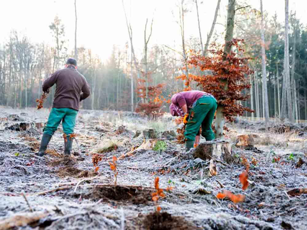 Lavera pflanzt 18.000 Bäume am Benther Berg