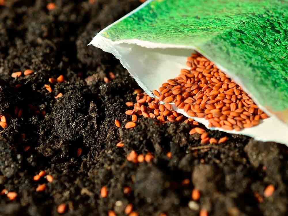 Bio Samen 2021, zukünftige Entwicklungen, Trends, Anteil, Größe und Herstelleranalyse