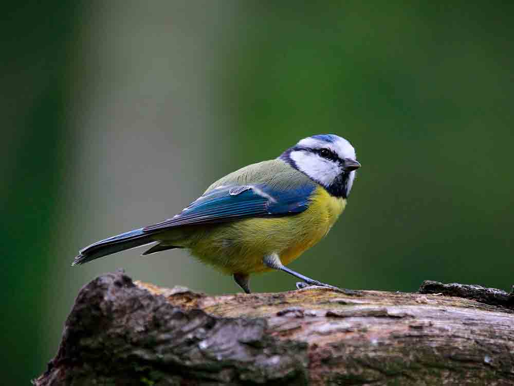 NABU: Waldvögel zieht es in Gärten und Parks