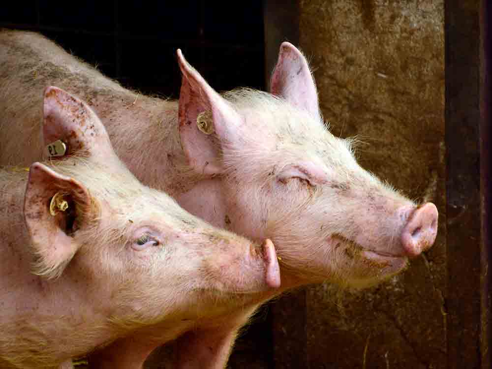 Schweinehaltung: Özdemir will Landwirte unterstützen, Fleisch soll teurer werden