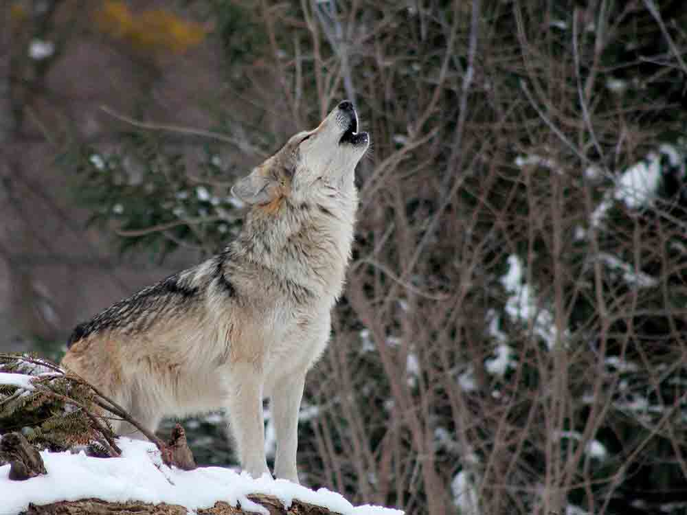 Bayern: Tierschutzbund kritisiert Genehmigung für Wolfabschuss