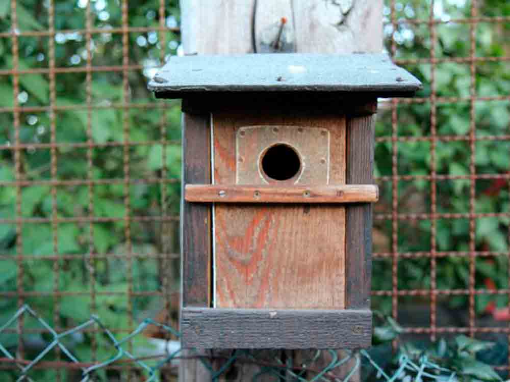 Naturschutz im Garten: Jetzt Nistkästen für heimische Vögel und Schlafmäuse bauen