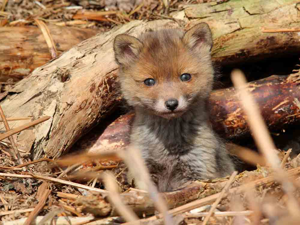 Tierschutzwidrige Fuchswochen in der Paarungszeit, Tierschutzbund kritisiert Jagd »ohne vernünftigen Grund«