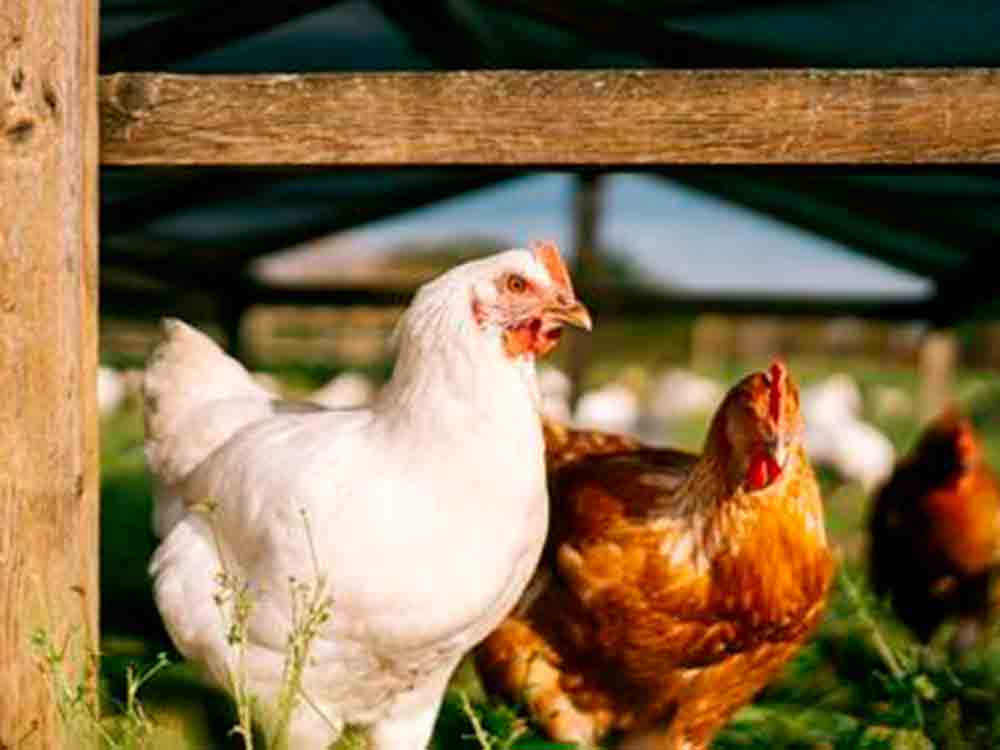 Tag des Zweinutzungshuhns am 22. Januar 2022, robustere und gesündere Hühnerrassen fördern