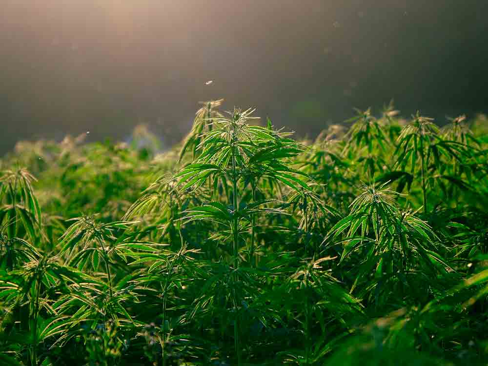 Deutsche Bauern bereiten sich auf Cannabis Anbau vor