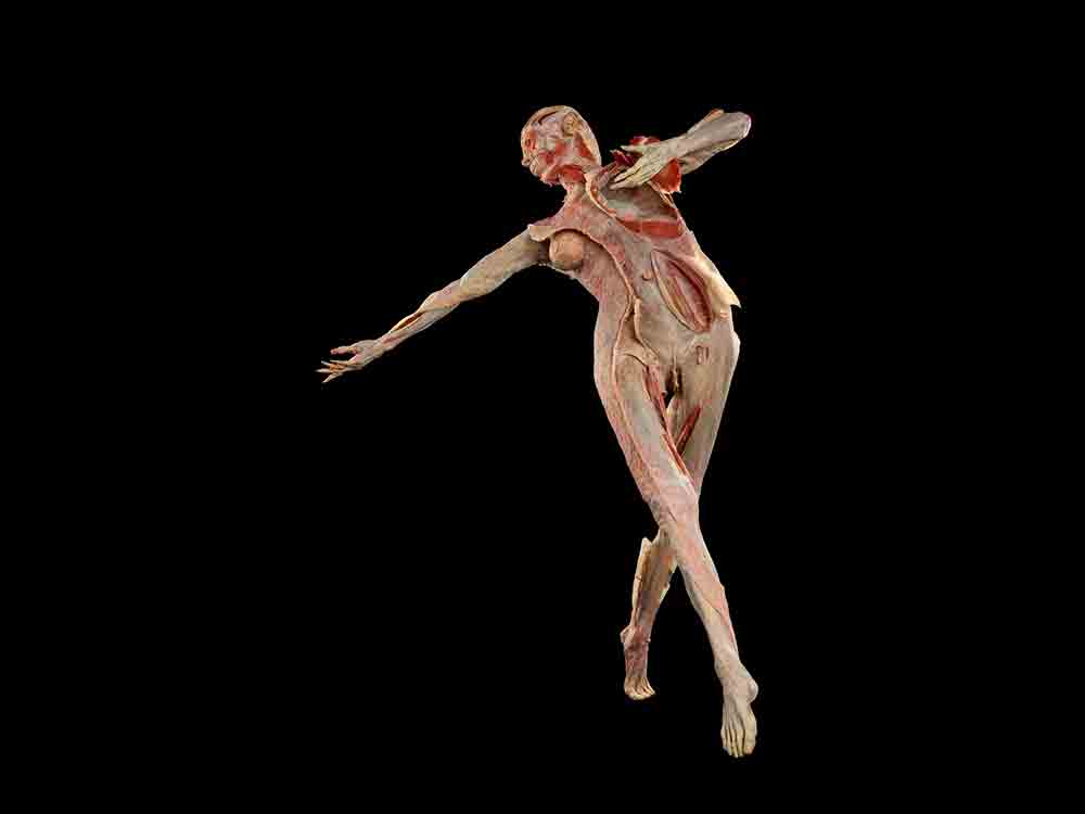»FR:EIA«, as weltweit erste 3D Faszienplastinat ab sofort im Berliner »Körperwelten« Museum