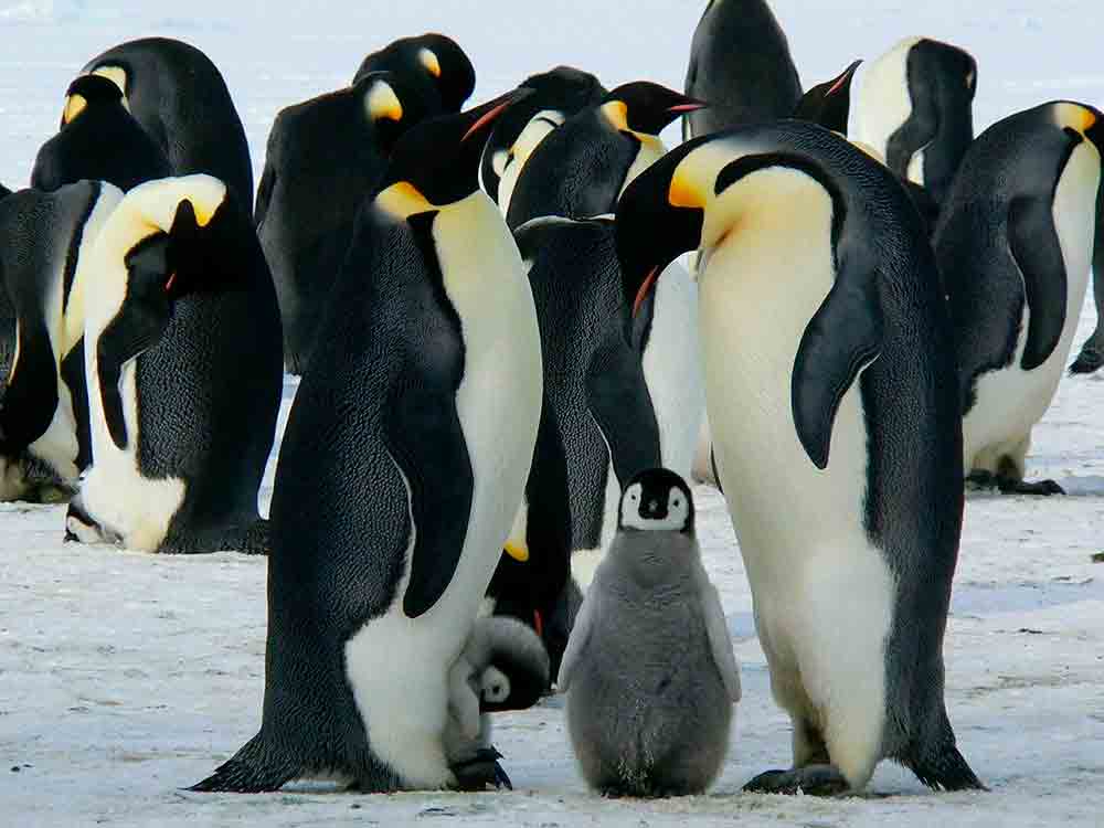 Weddellmeer bietet Pinguinen Schutz vor Klimakrise, Greenpeace Expedition untersucht Folgen der Erderhitzung in der Antarktis