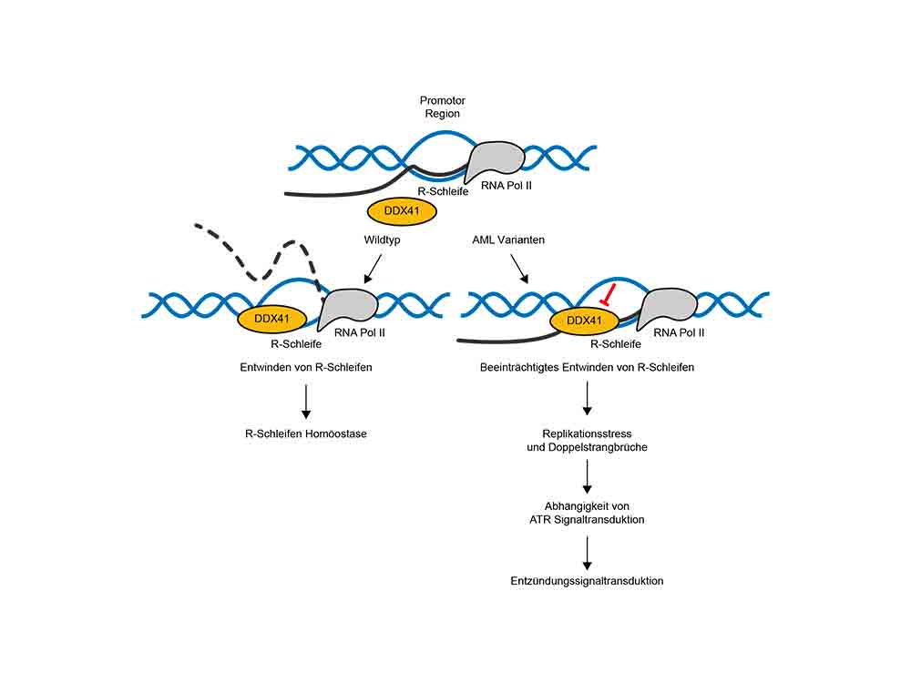 Zusammenhang zwischen überschüssigen R Loops und DNA Schäden mit möglichen Krankheitsfolgen festgestellt