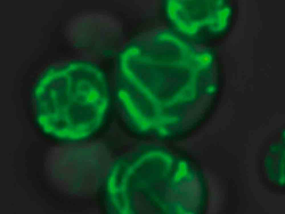 Albert Ludwigs Universität Freiburg, Mitochondrien stellen sich effizient auf veränderte Stoffwechselbedingungen ein