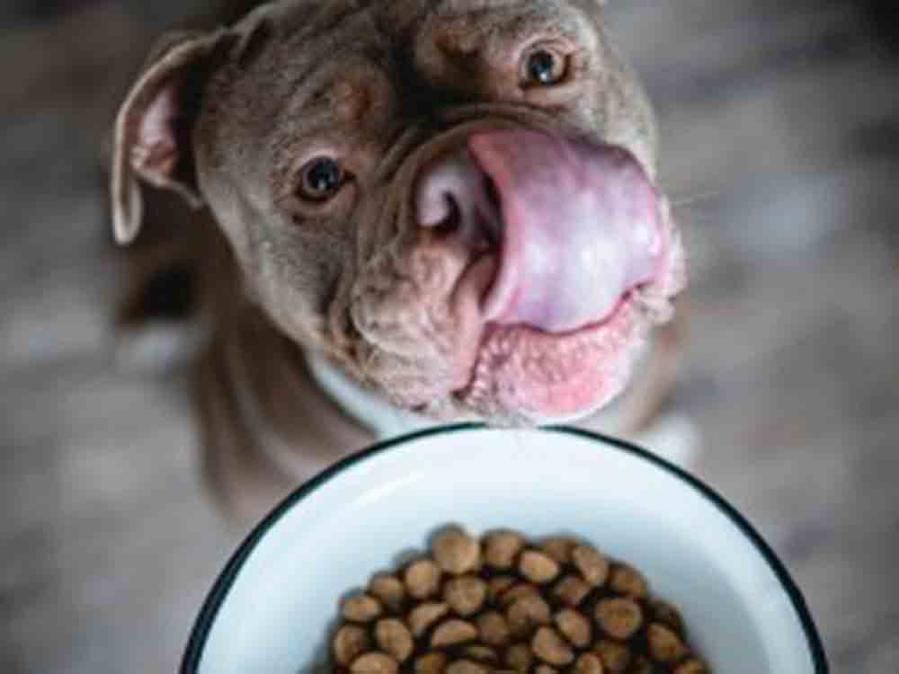 Mythen rund um die Hundeernährung erklärt, wie gesund ist Hundefutter mit Insektenprotein wirklich?
