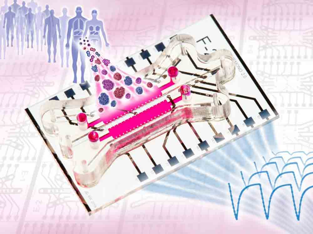 Neues Organ on Chip System ermöglicht präzise Stoffwechsel-Überwachung von 3D Tumorgewebe außerhalb des Körpers