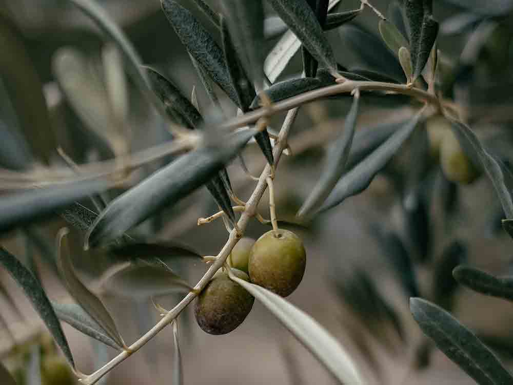 Olivenöl, das Gesundheits und Schönheitselixier, das man probieren sollte