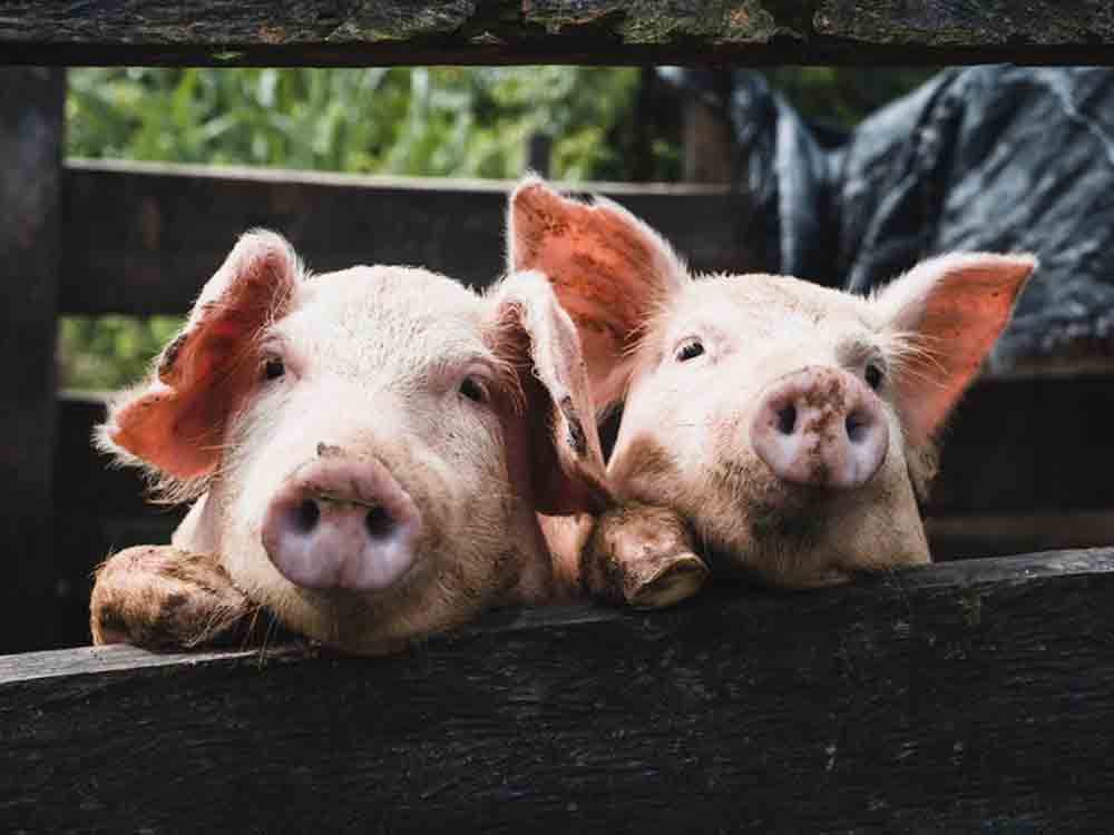 Özdemir, Hilfen für existenzbedrohte Schweinehalter gesichert