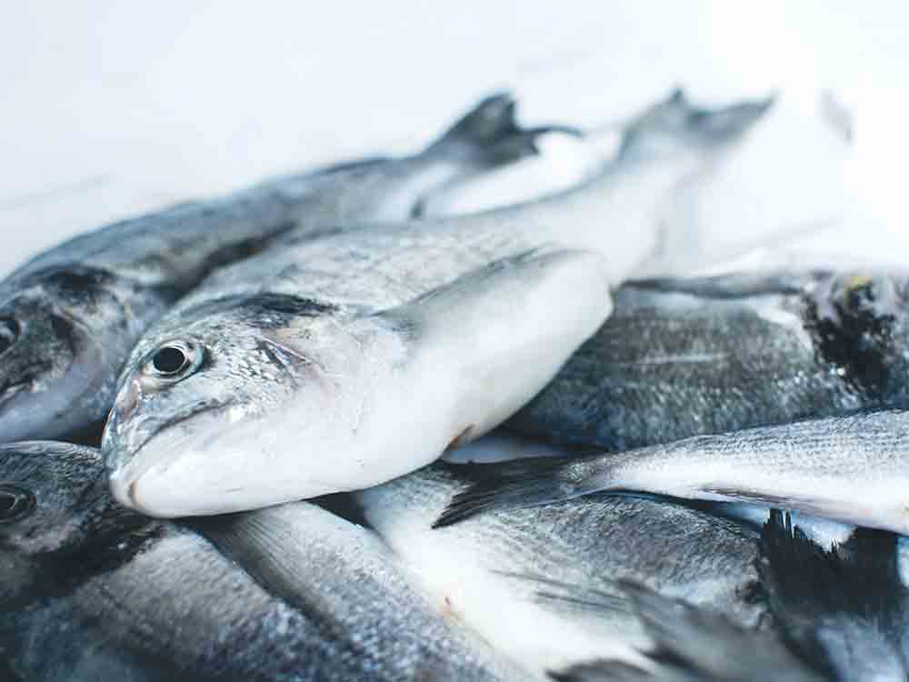 Nur noch jeder 5. Fisch aus deutschem Fang, »End of Fish Day« 2022 so früh wie noch nie