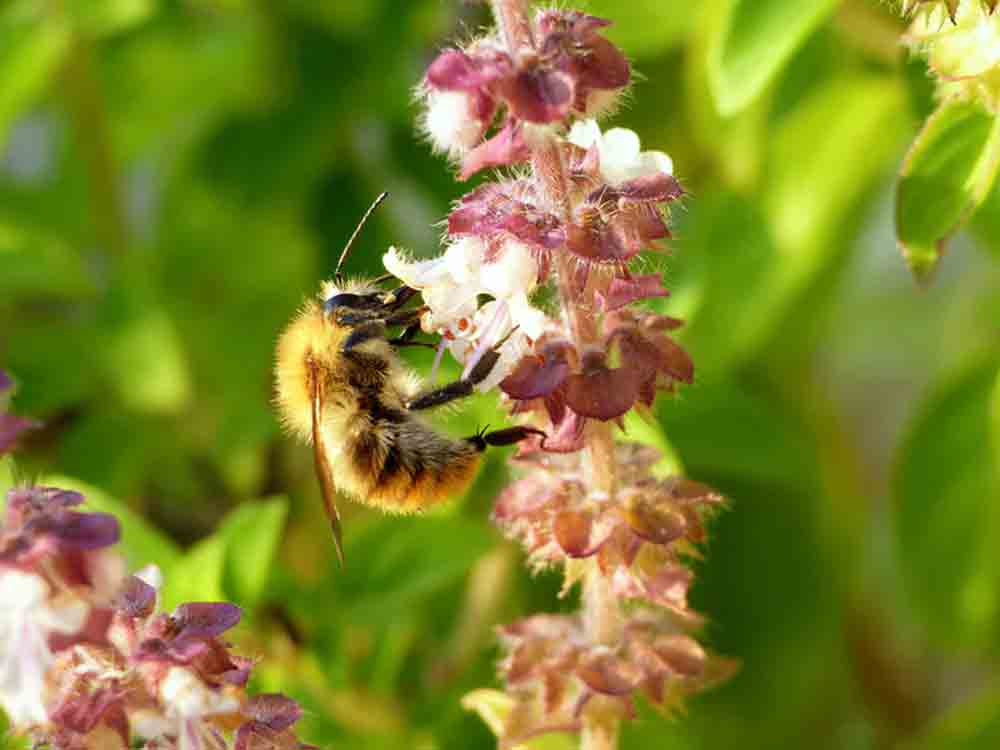 Erfolgreicher Wildbienenschutz in München und Berlin, ökologisches Gutachten zur Bewertung der Projektflächen liegt vor