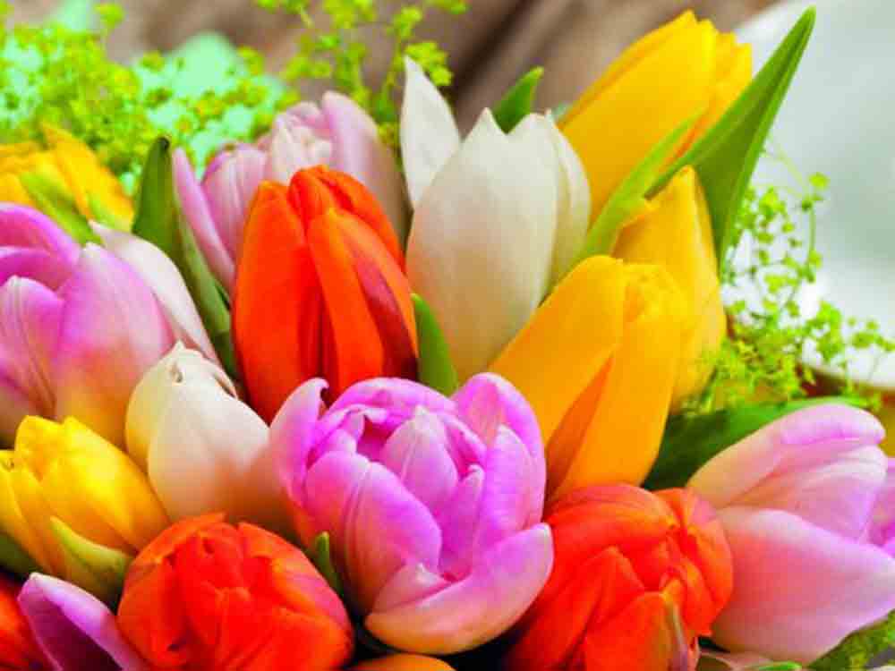Farben satt, mit Tulpen werden die Ostertage bunt