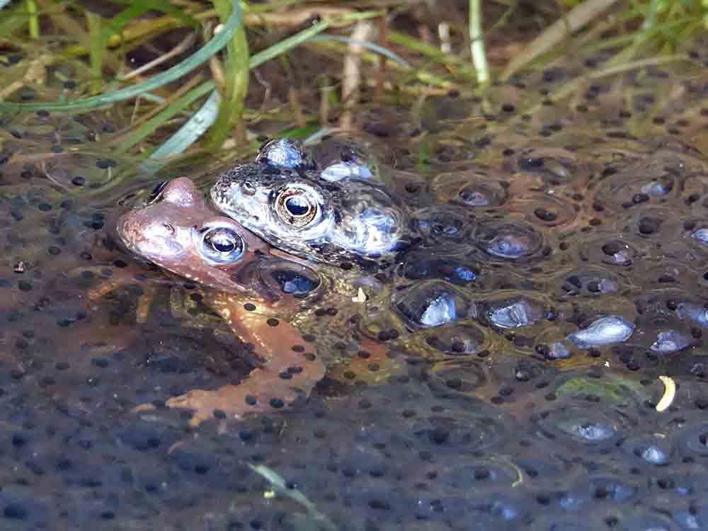 Hochsauerlandkreis, Amphibien stehen in den Startlöchern