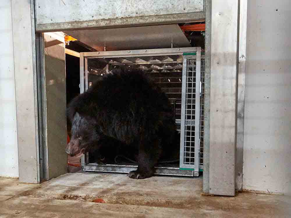 Kragenbärin aus der Ukraine gerettet, Malvina zieht ins Tierschutzzentrum Weidefeld des Deutschen Tierschutzbundes in Schleswig-Holstein