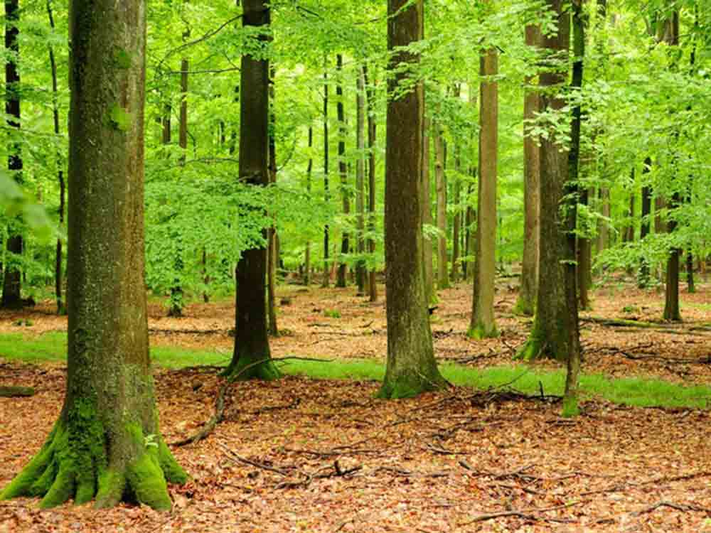 Deutsche Bundesstiftung Umwelt (DBU), Geld für Öko Leistungen des Waldes