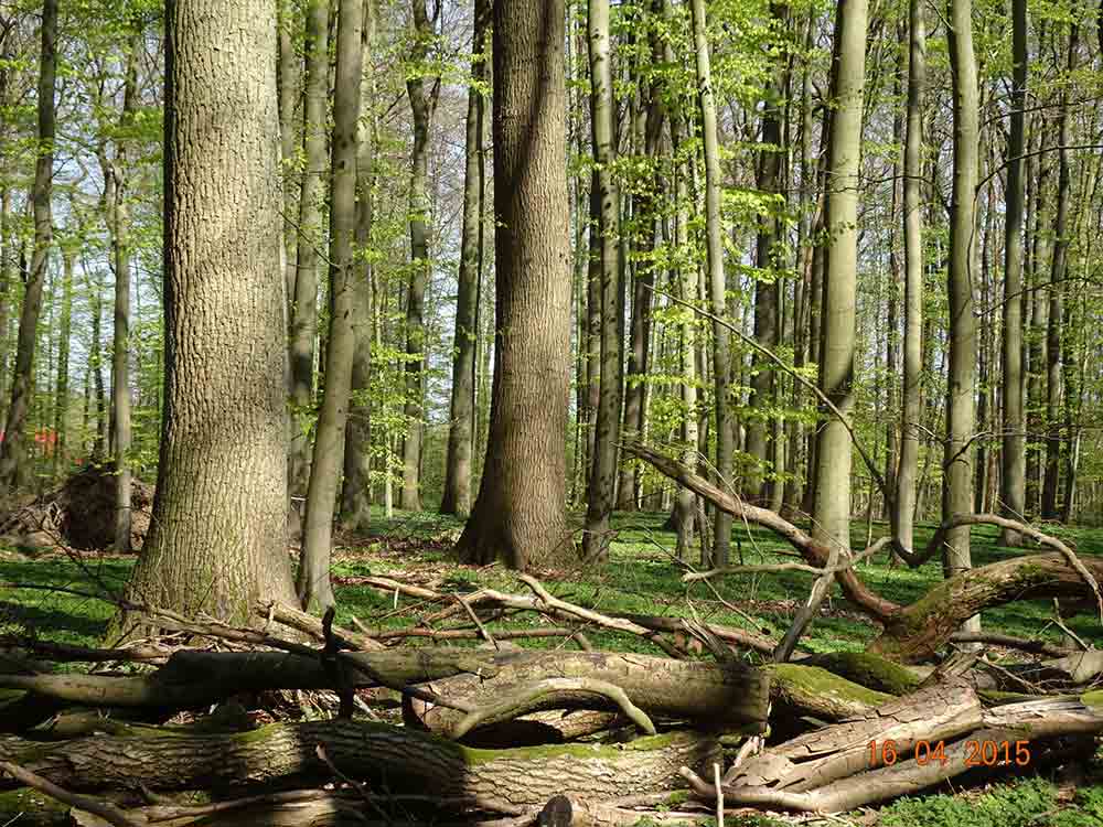 Alleskönner Wald, auch im Klimawandel? Vortrag zur Sonderausstellung Alleskönner Wald