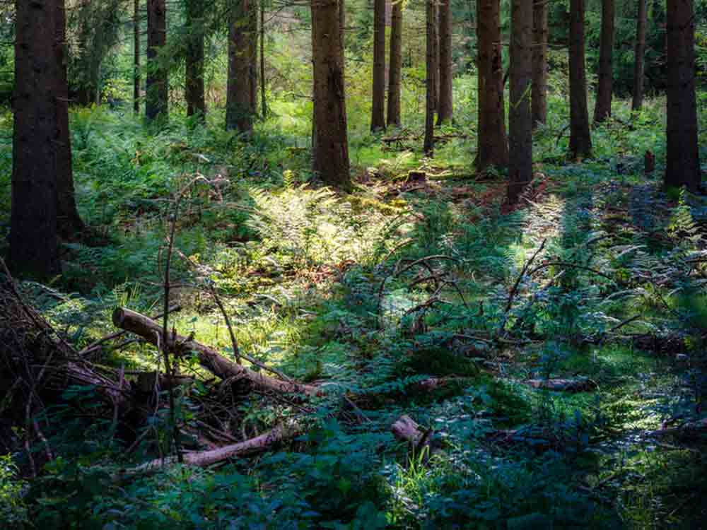 Nachlassende Schadensdynamik im Wald, Zustand aber immer noch besorgniserregend