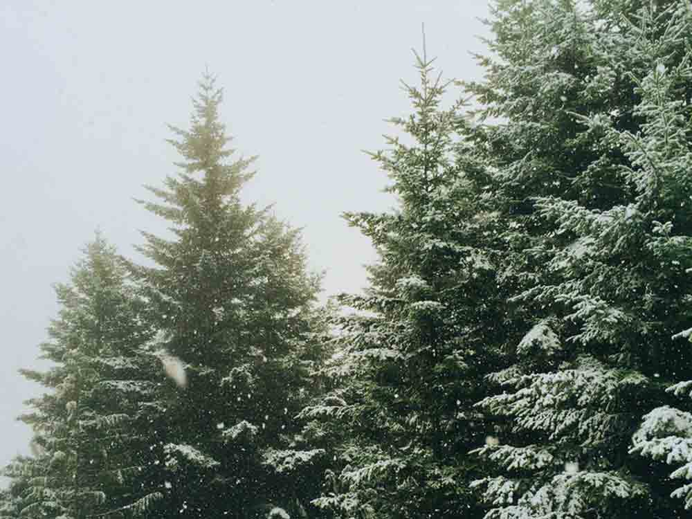 Unter Naturschutzbehörde informiert, Räumung von Weihnachtsbaumkulturen innerhalb der Brutzeit kann zu möglichen Verstoßen führen