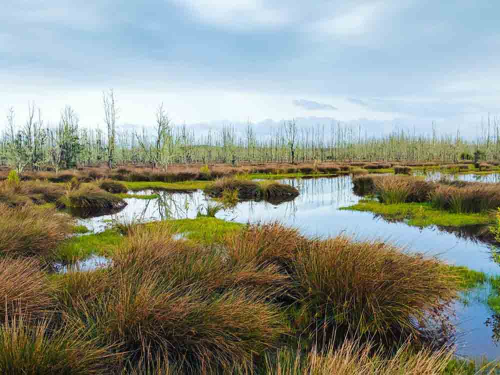 Naturschutz, mehr Wildnis im Aschhorner Moor