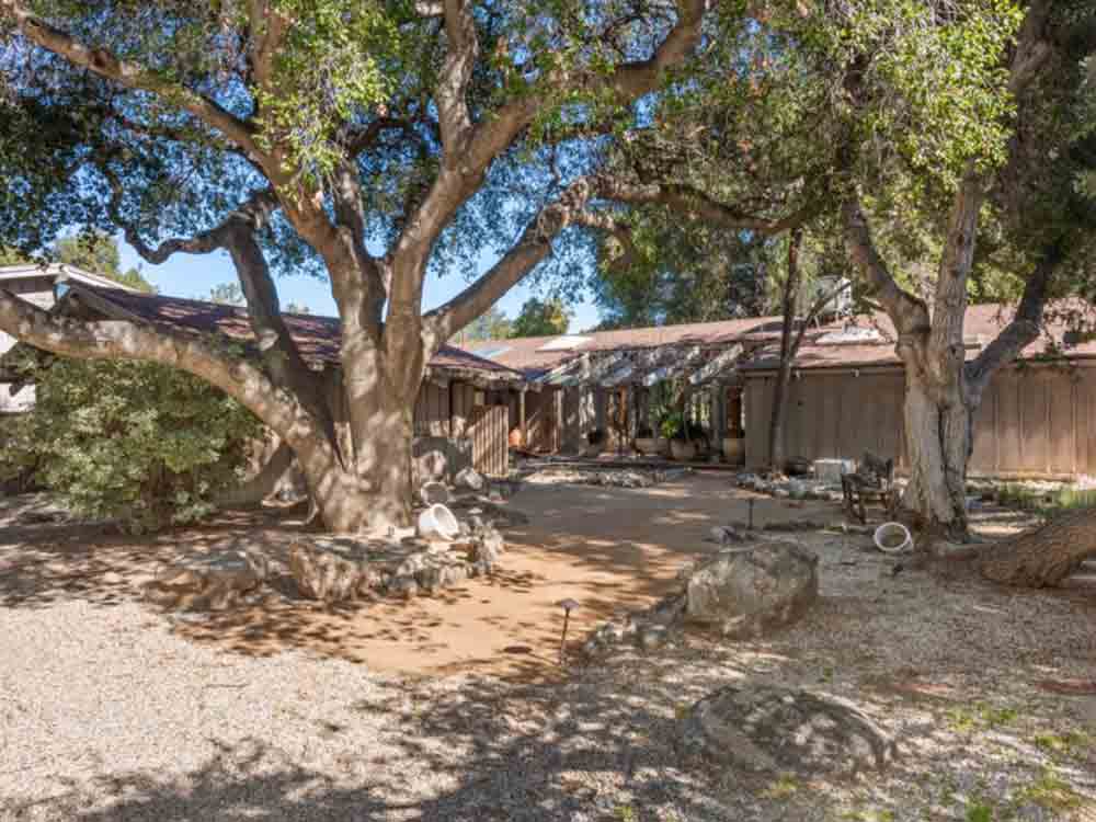 Linda Gray’s home has a number of oak trees that may be over 500 years old