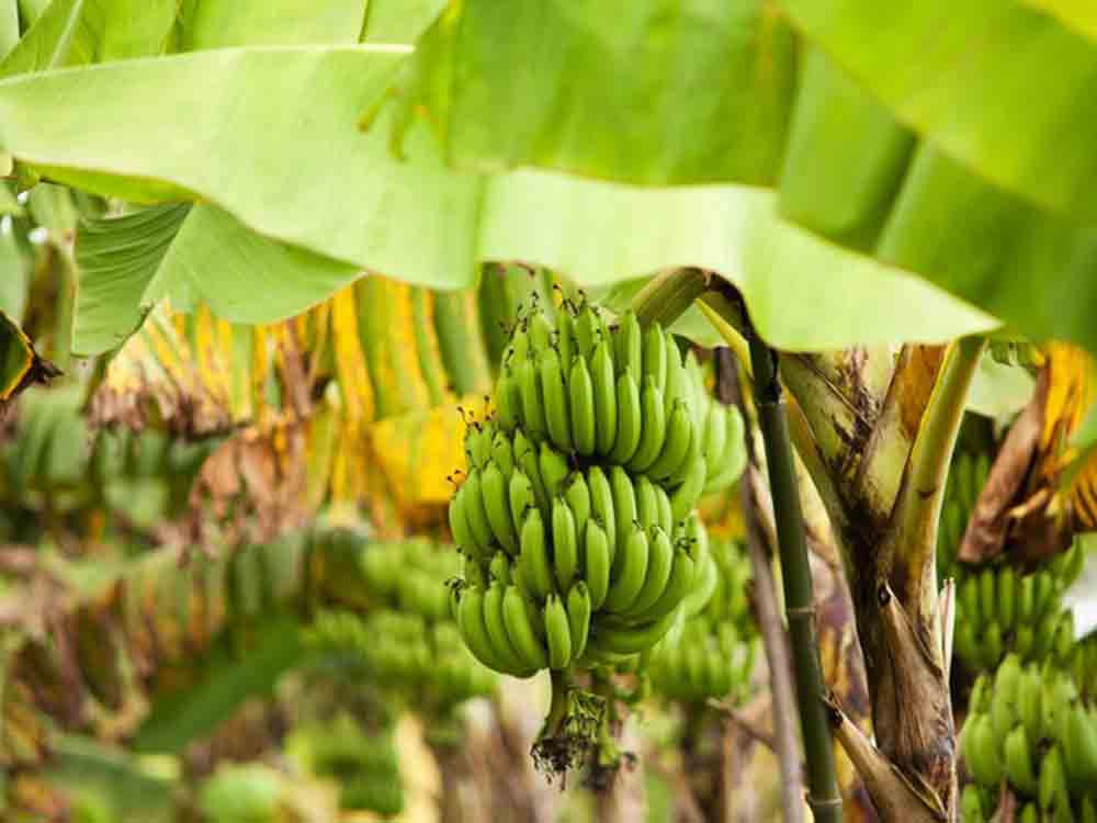 Gemeinsam für mehr Klimaschutz im Bananenanbau, Kaufland und Aktionsbündnis gehen voran