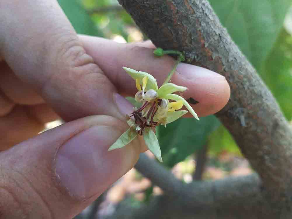Rätsel um den Kakaobaum