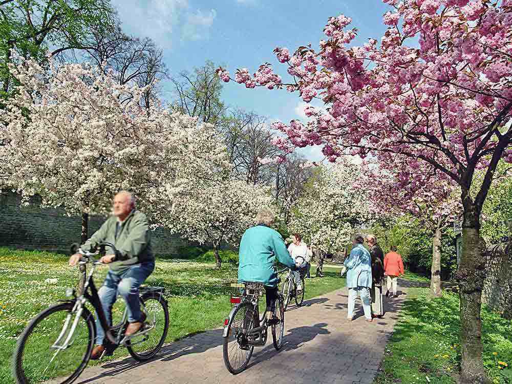Soest, romantische Baumblüte und 3 Premieren, öffentliche Themen-gFührungen der Tourist Information im Mai 2022