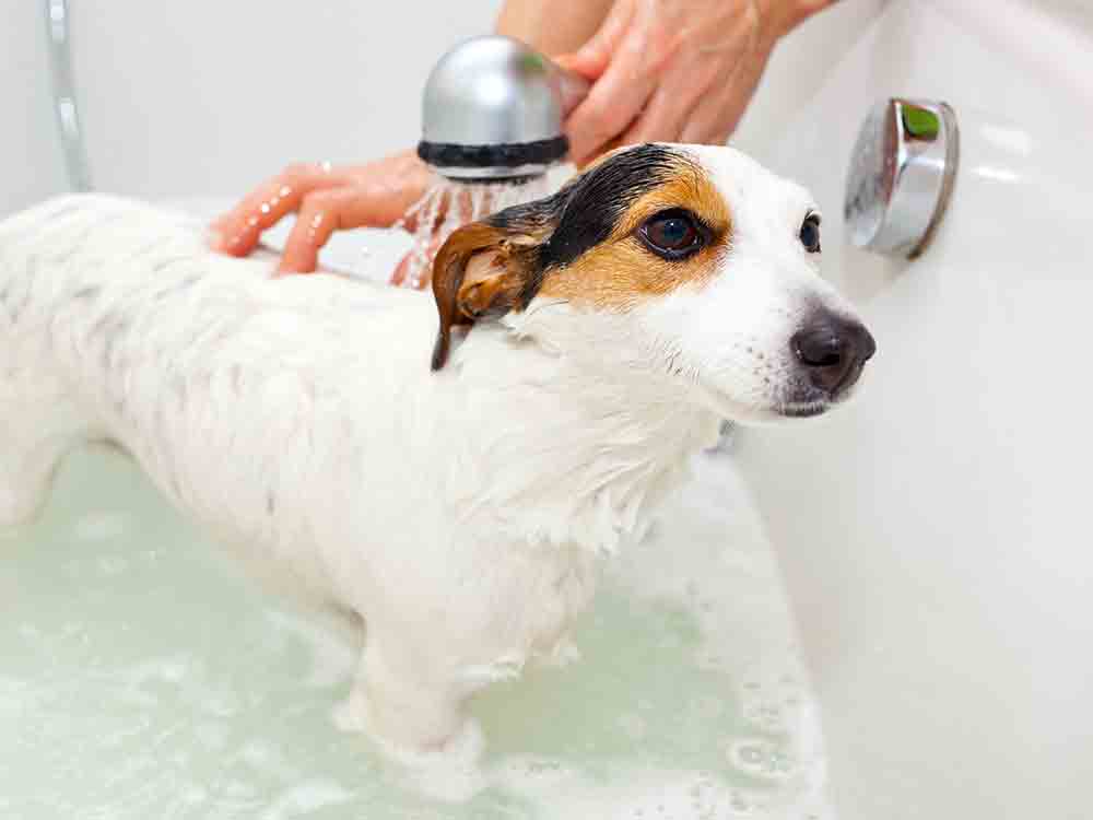 National Pet Month, 10 tips to improve your dog’s bath time