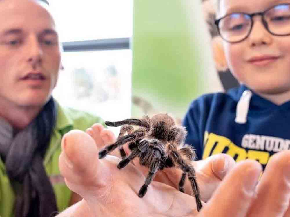 Gütersloh, die größten Vogelspinnen der Welt, Spinnen und Insekten Ausstellung