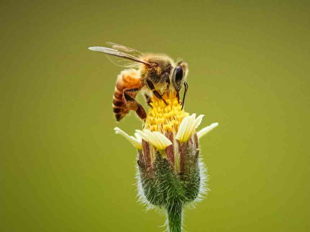 Wenn Bienenmännchen kein Glück haben