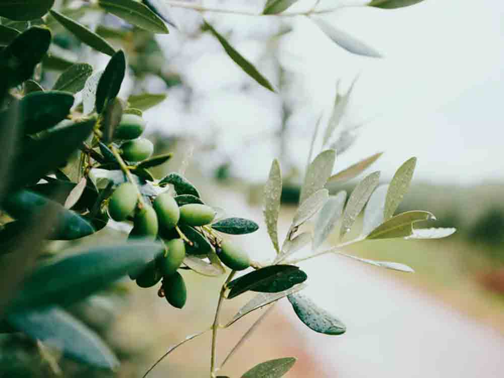 Mineralöl Belastungen in Olivenöl, Foodwatch verlangt sofortigen Rückruf aller betroffenen Produkte und fordert gesetzlichen Mineralöl Grenzwert