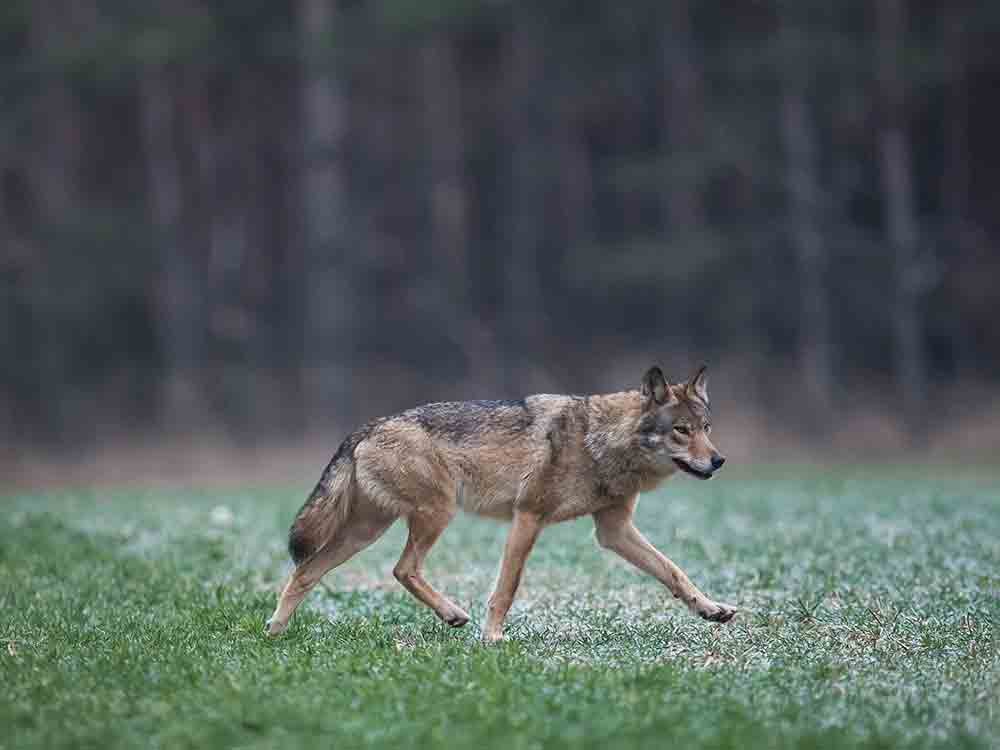 NABU zeigt, wo in Europa Wölfe leben, zum Tag des Wolfes am 30. April bringt der NABU eine aktuelle interaktive Karte zu Wolfsvorkommen heraus