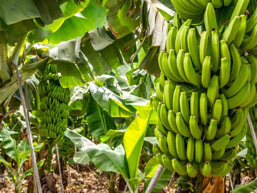 Meilenstein, die fairsten Bananen zum Lidl Preis