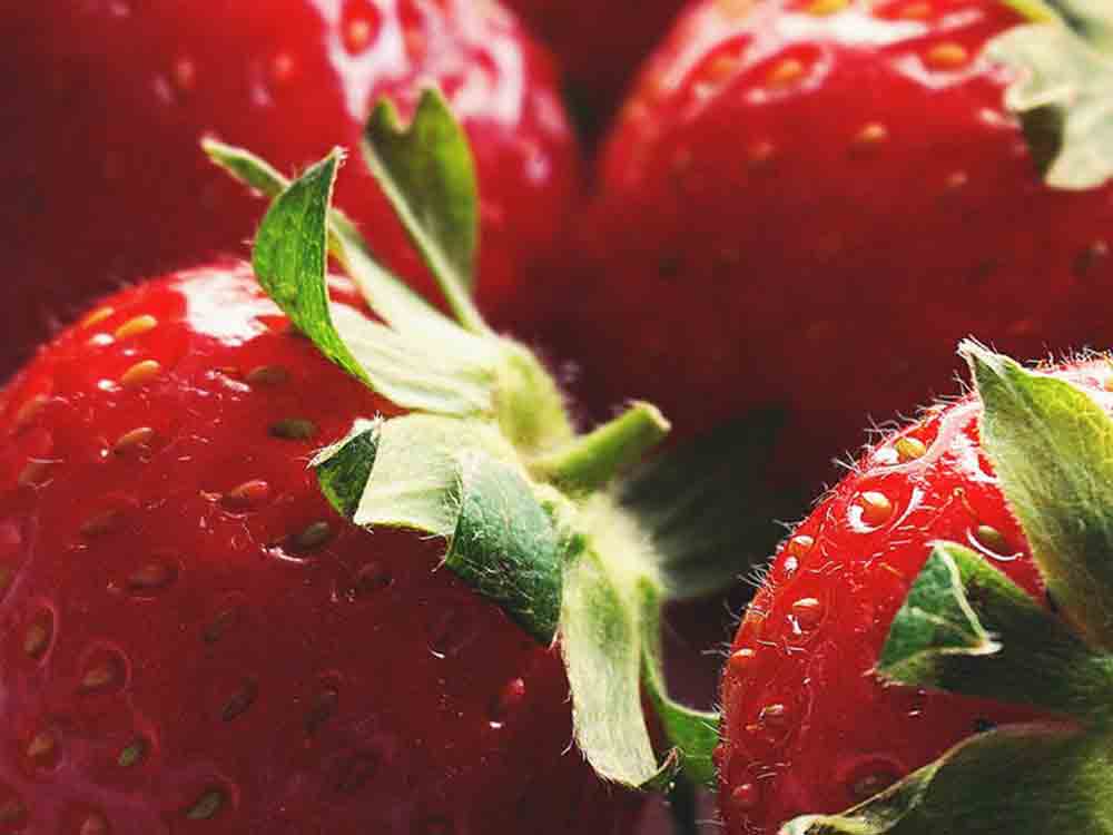Landwirtschaftskammer Nordrhein-Westfalen, Mai 2022, frische Erdbeeren aus NRW, Imker trotz Winterverluste zuversichtlich, Zeit für Saures