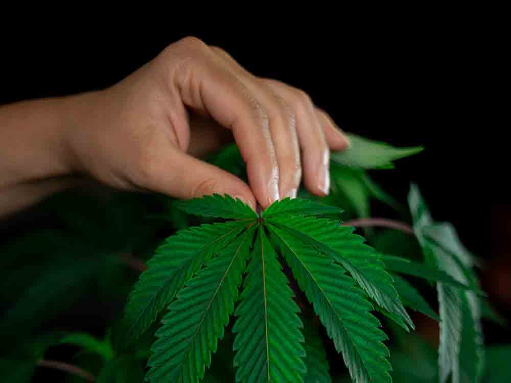 Cannabis und CBD, was ist erlaubt und wie unterscheidet sich die Wirkung?