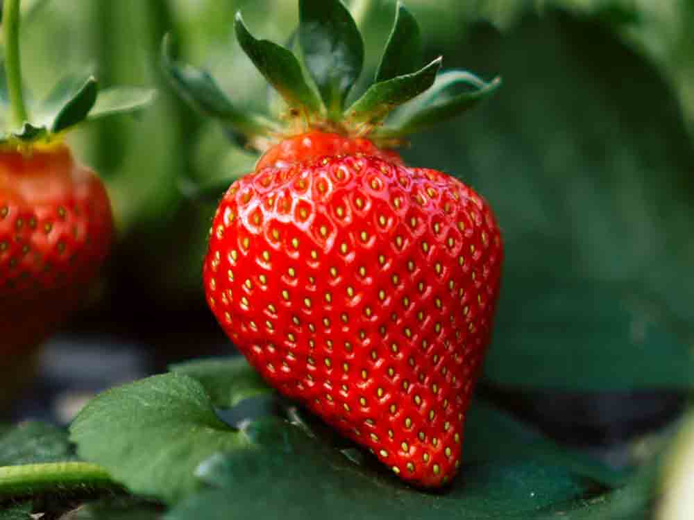 Deutsche Erdbeeren: teuer, aber besser? Marktcheck im SWR Fernsehen