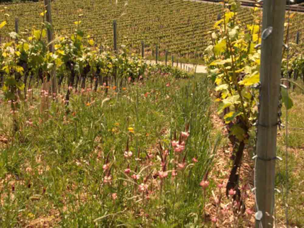 Gütersloh, Wein, 10 Jahre biodynamisches Weingut, Riffel würde es wieder tun