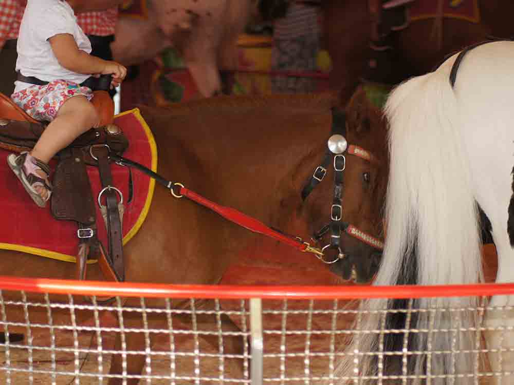 »Schluss mit Gütersloher Ponyquälerei«, fordert Astrid Reinke, Vorsitzende des Vereins Achtung für Tiere