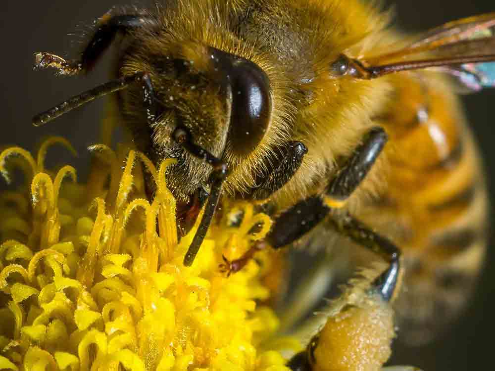 Weltbienentag am 20. Mai 2022, Wildbienen brauchen Schutz von jedermann