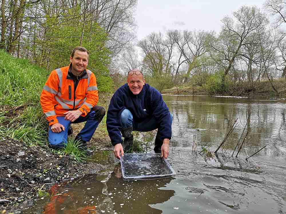Lippe Gebiet, Wanderfischprogramm NRW, Europäischer Aal kehrt zurück in die Lippe