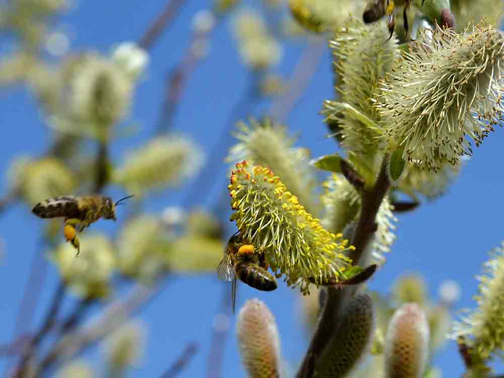 ADAC rät, Pollenfilter regelmäßig wechseln, vor eigenständigem Filtertausch Aufwand recherchieren