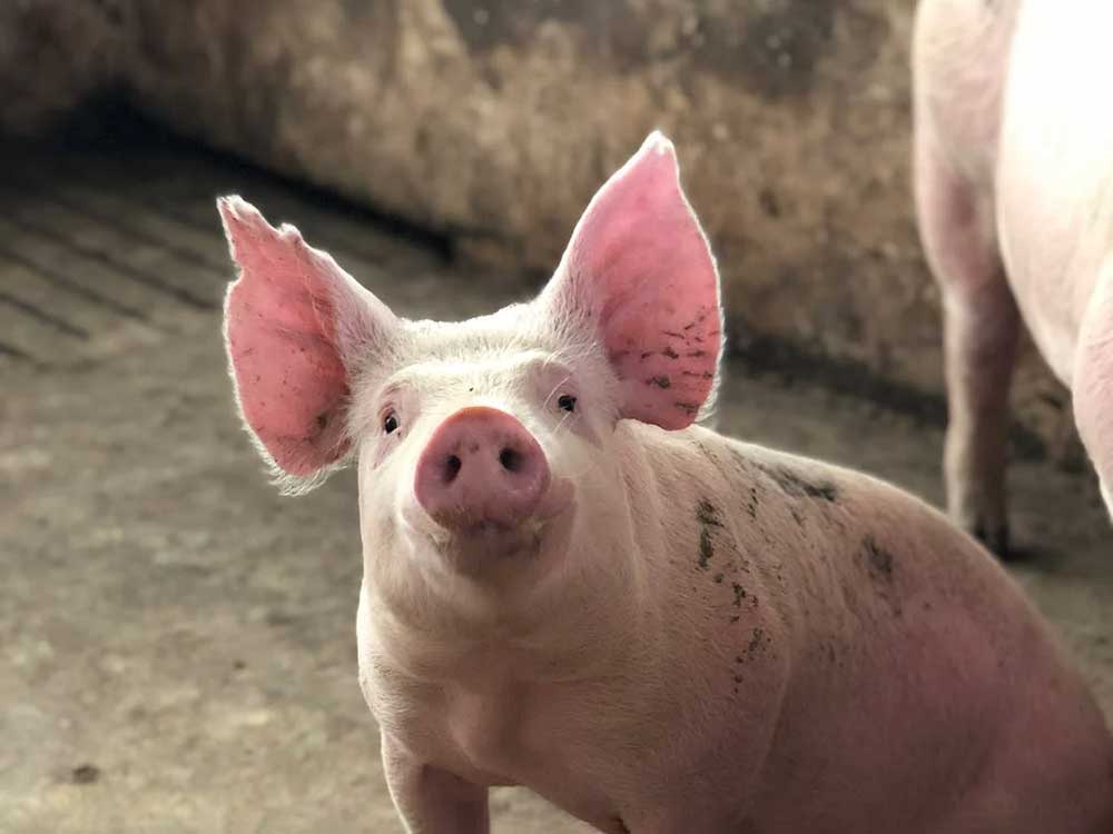 Schweinehalter warnen, hunderte Ferkelerzeuger geben auf