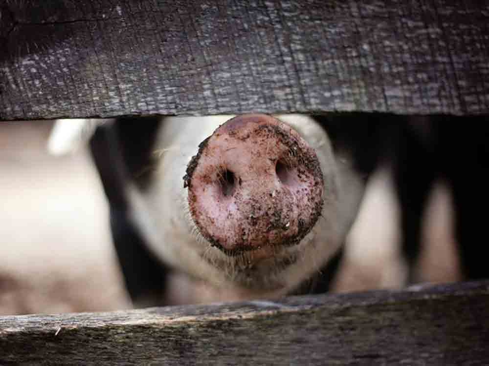 Friedrich Loeffler Institut bestätigt, Nachweis von Afrikanischer Schweinepest bei Hausschwein in Baden Württemberg