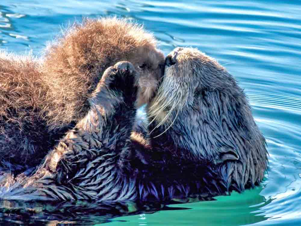 Microplastics connected to deaths of sea otters and other critically endangered wildlife
