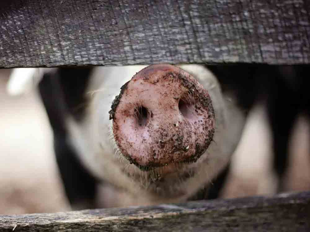 Universität Vechta, Afrikanische Schweinepest (ASP), Leitfaden für wirksame Biosicherheitsmaßnahmen in der Schweinehaltung veröffentlicht